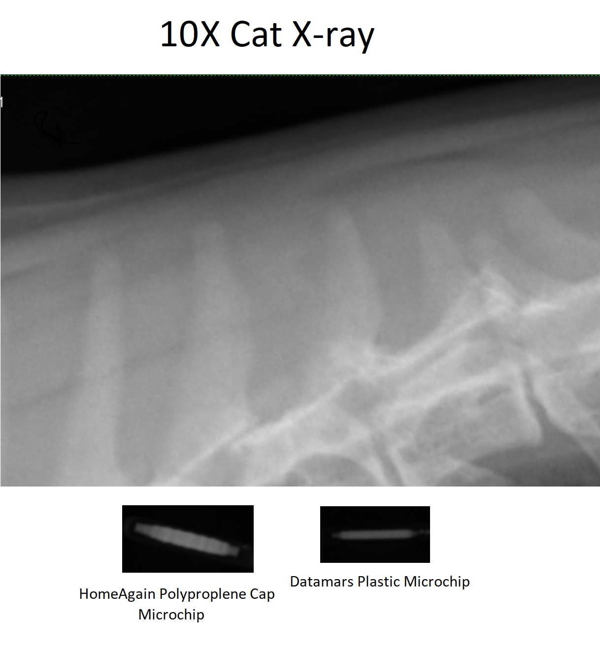 Pet Microchip Information Protect Pets from Microchip Pain, Illness